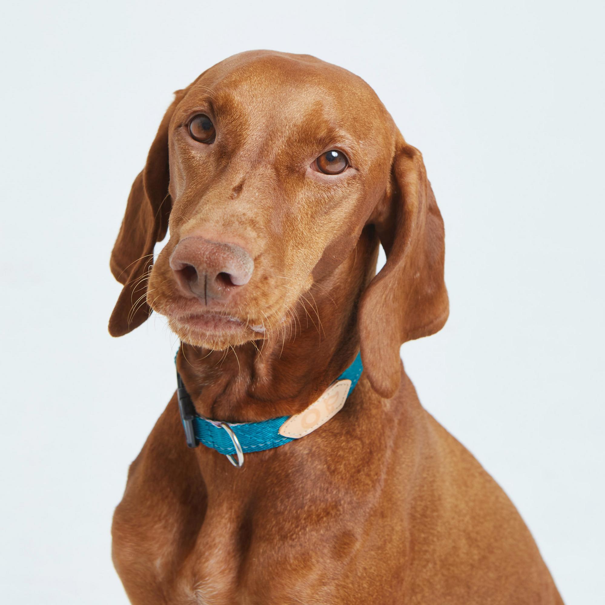 Ошейник из стропы изумруд и роза