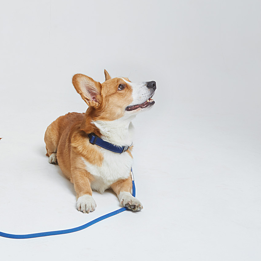 Ошейник из стропы сапфир и бежевый