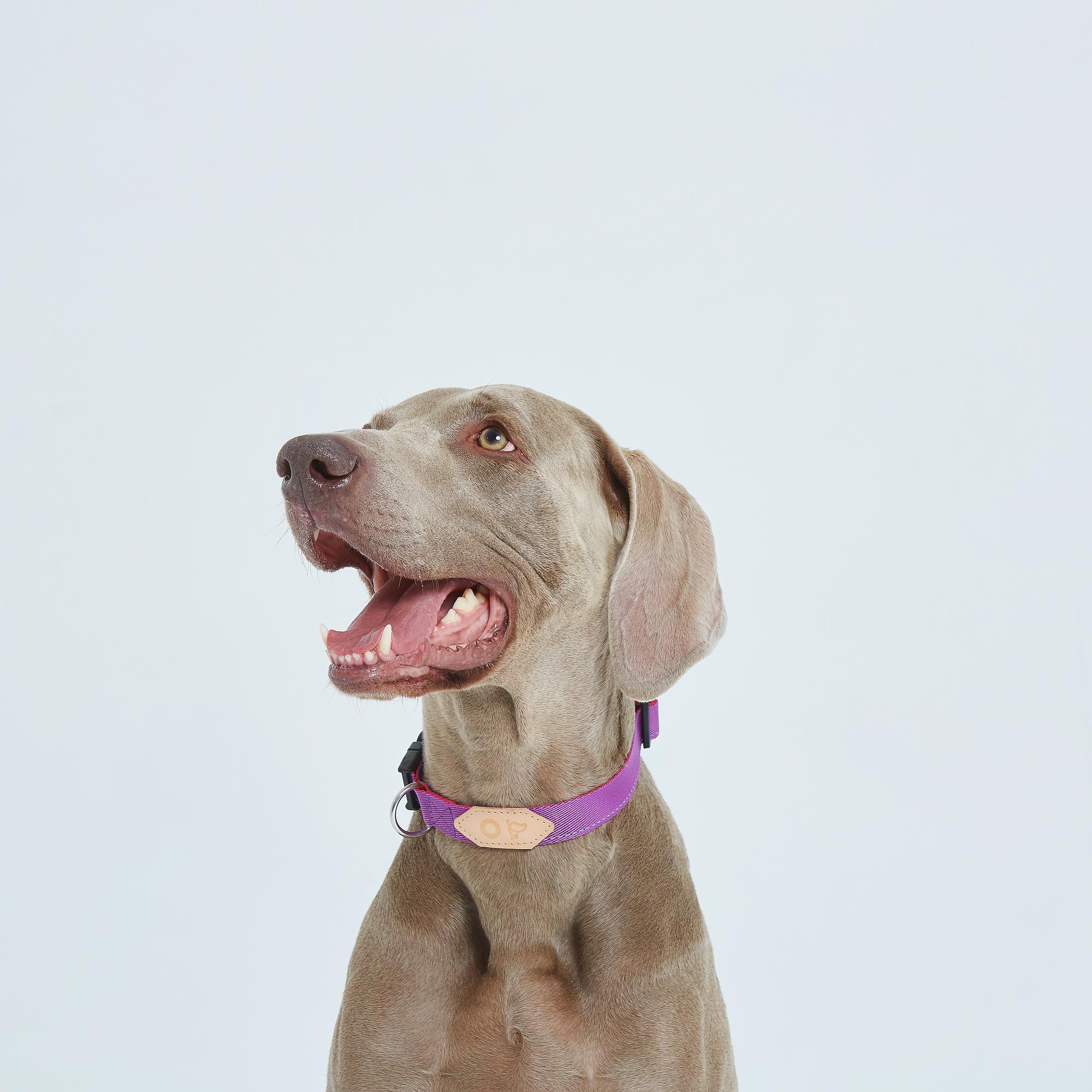 Ошейник из стропы рубин и пурпурный