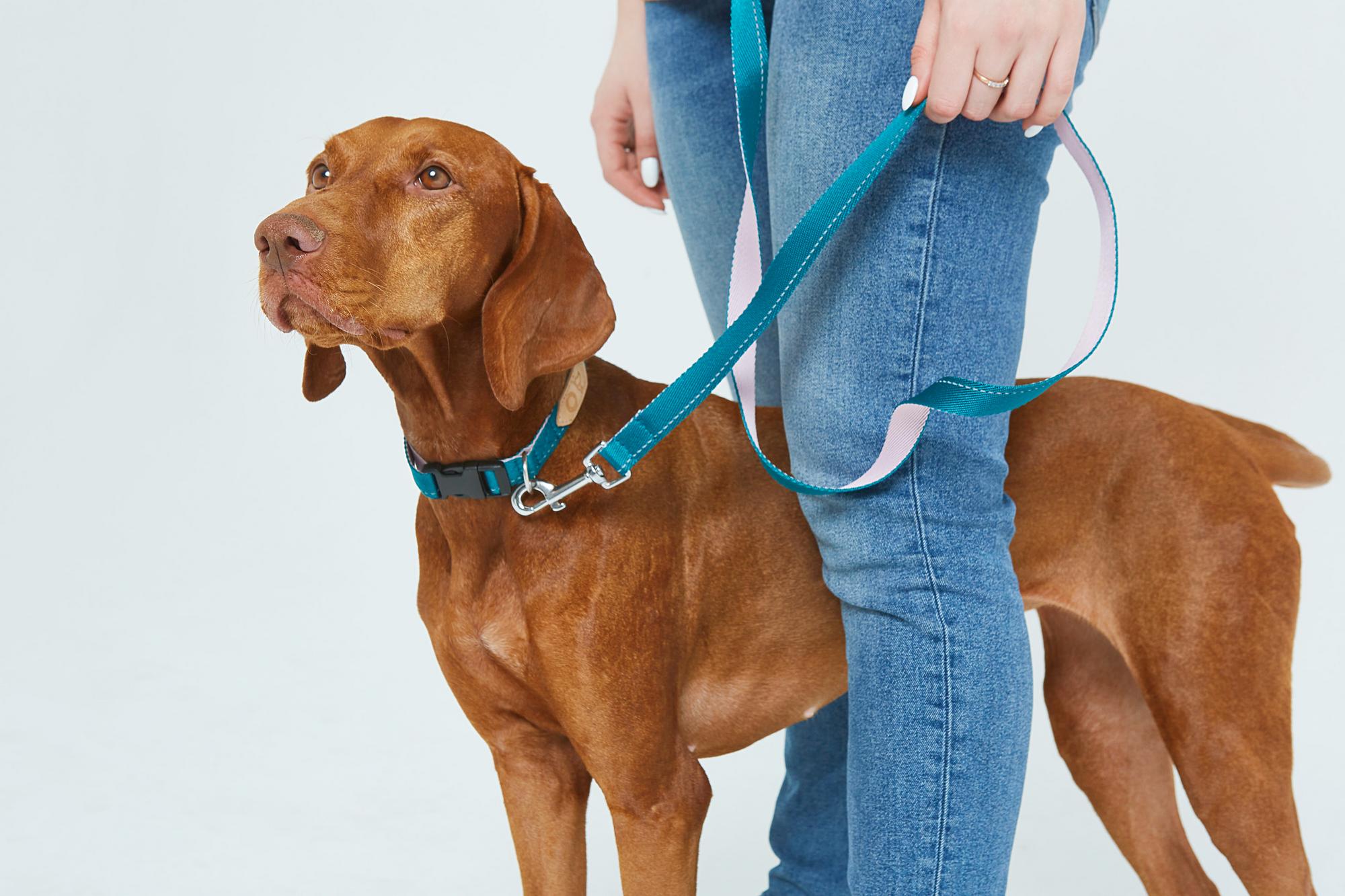 Поводок-петля 2-в-1 из стропы изумруд и роза