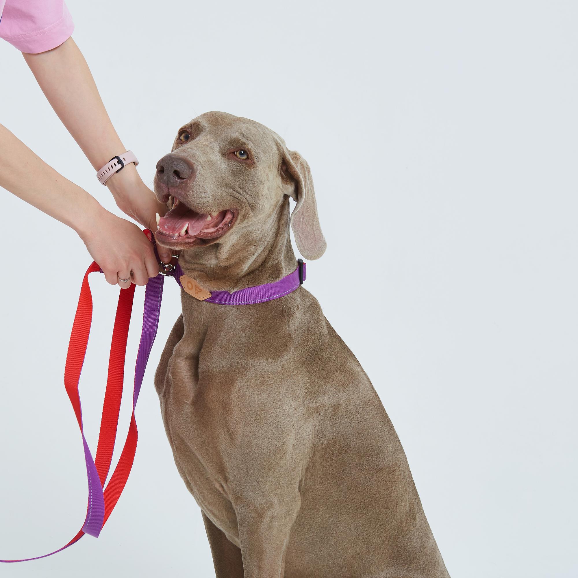 Поводок-петля 2-в-1 из стропы рубин и пурпурный
