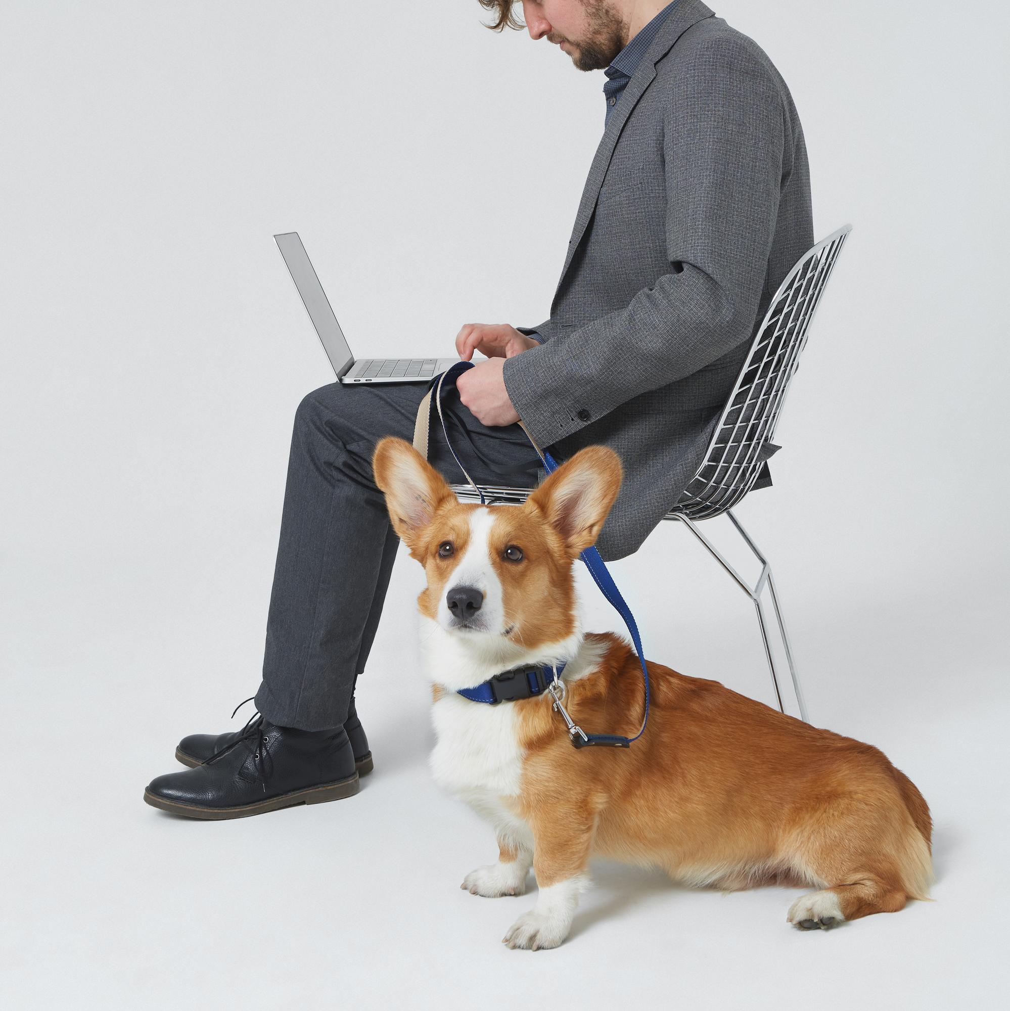 Комплект: поводок-петля и ошейник сапфирово-бежевый