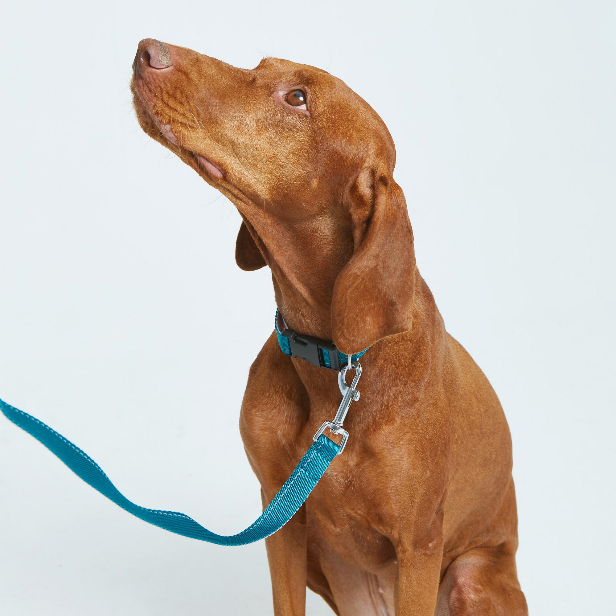 Комплект: поводок-петля и ошейник изумрудно-розовый