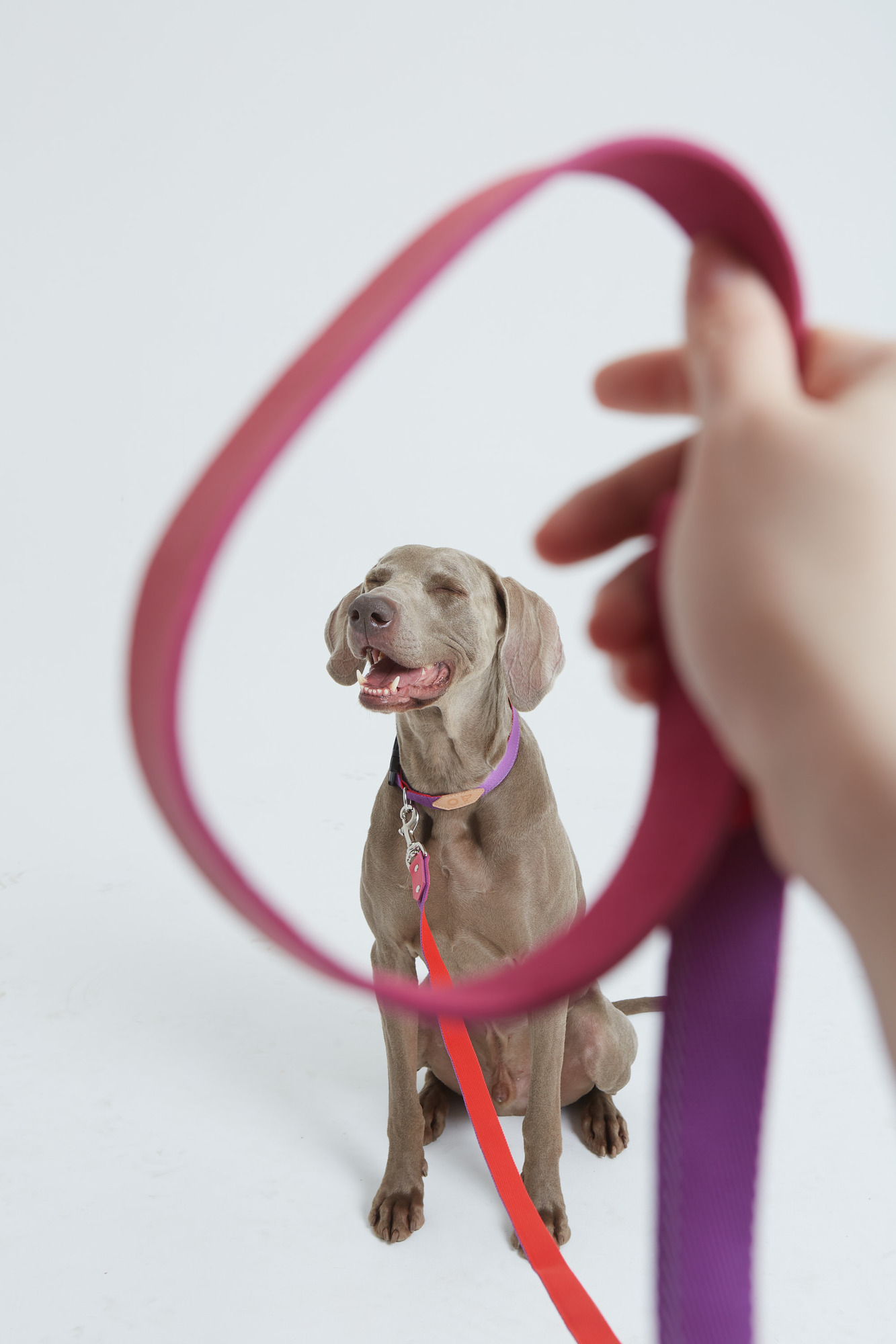 Комплект: ошейник и поводок с кожаной ручкой поводок пурпурно-красный