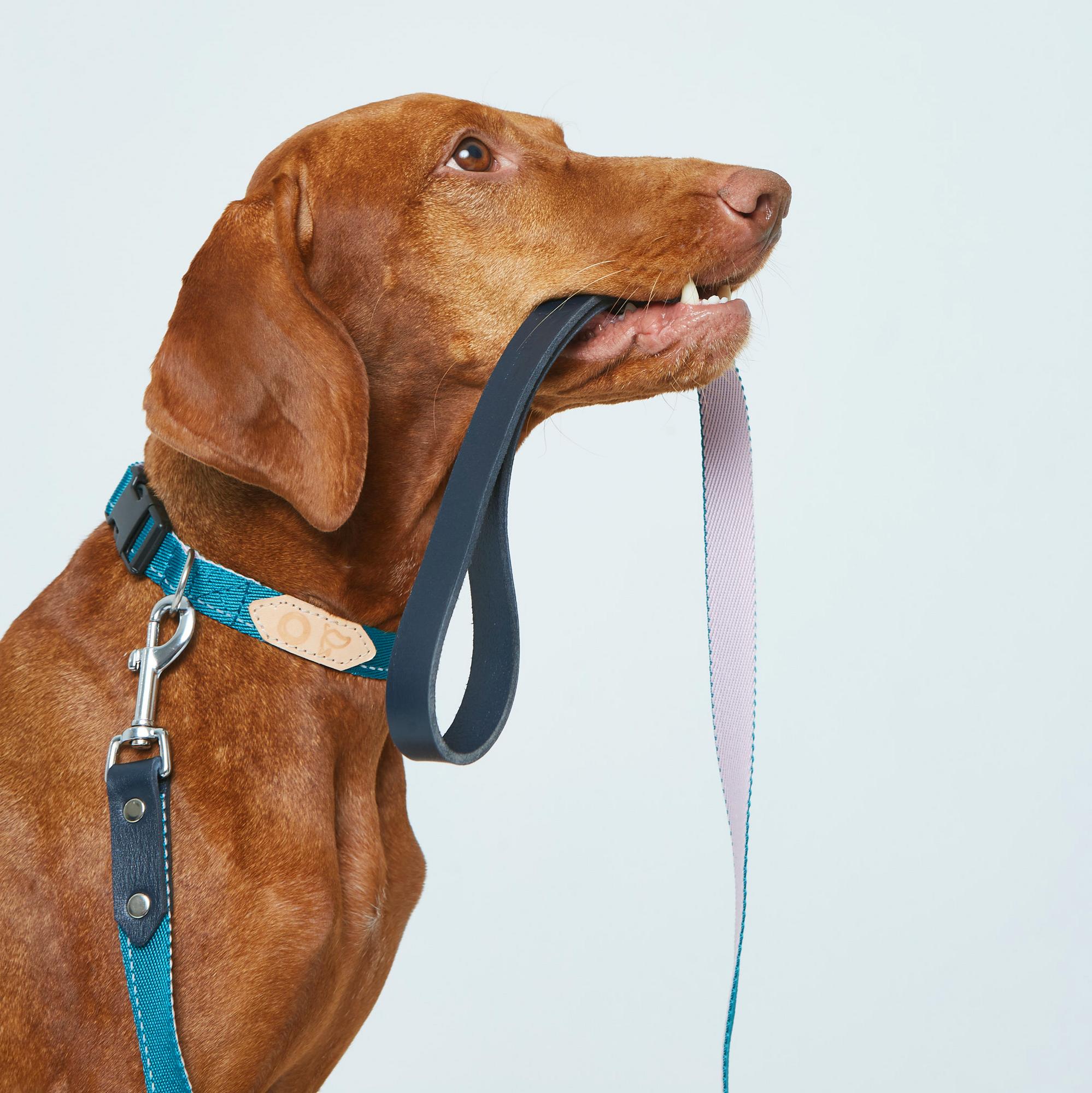 Комплект: ошейник и поводок с кожаной ручкой поводок изумрудно-розовый