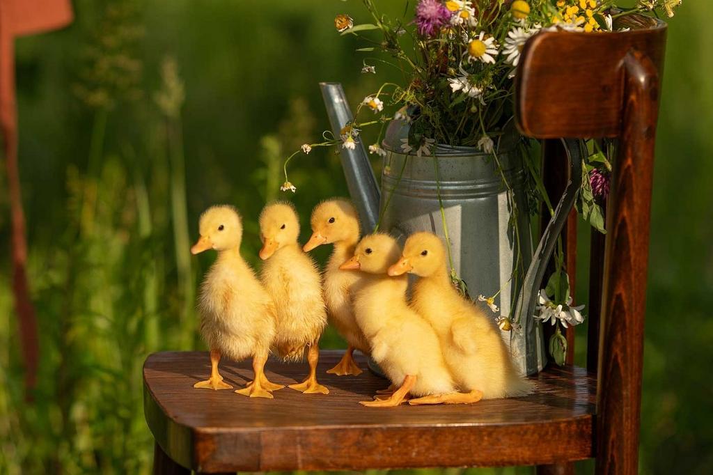 ФОТОСЕССИЯ С УТЯТАМИ: Москва, 06 июня 2026 (Бронь/Предоплата)