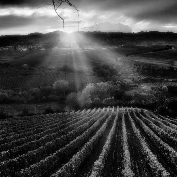 БОЛЬШОЙ ВИННЫЙ СЕМИНАР. СОКРОВИЩА ЛУАРЫ 19/05/24