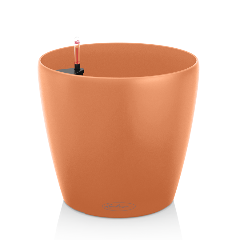 CLASSICO Color Mango