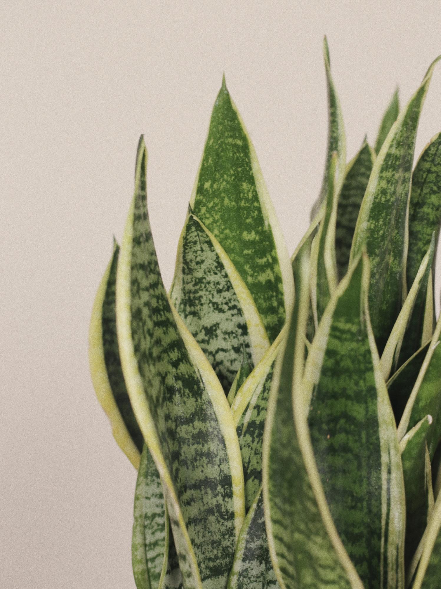 Сансевиерия