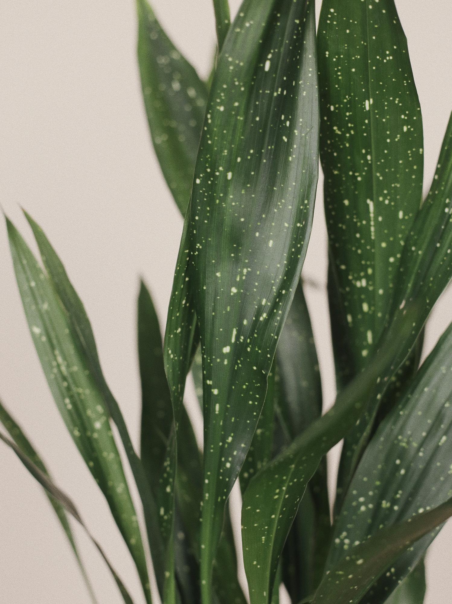 Аспидистра