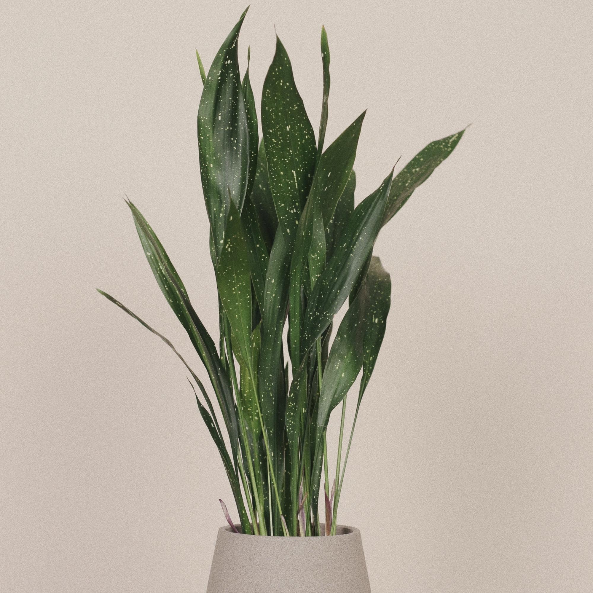 Аспидистра