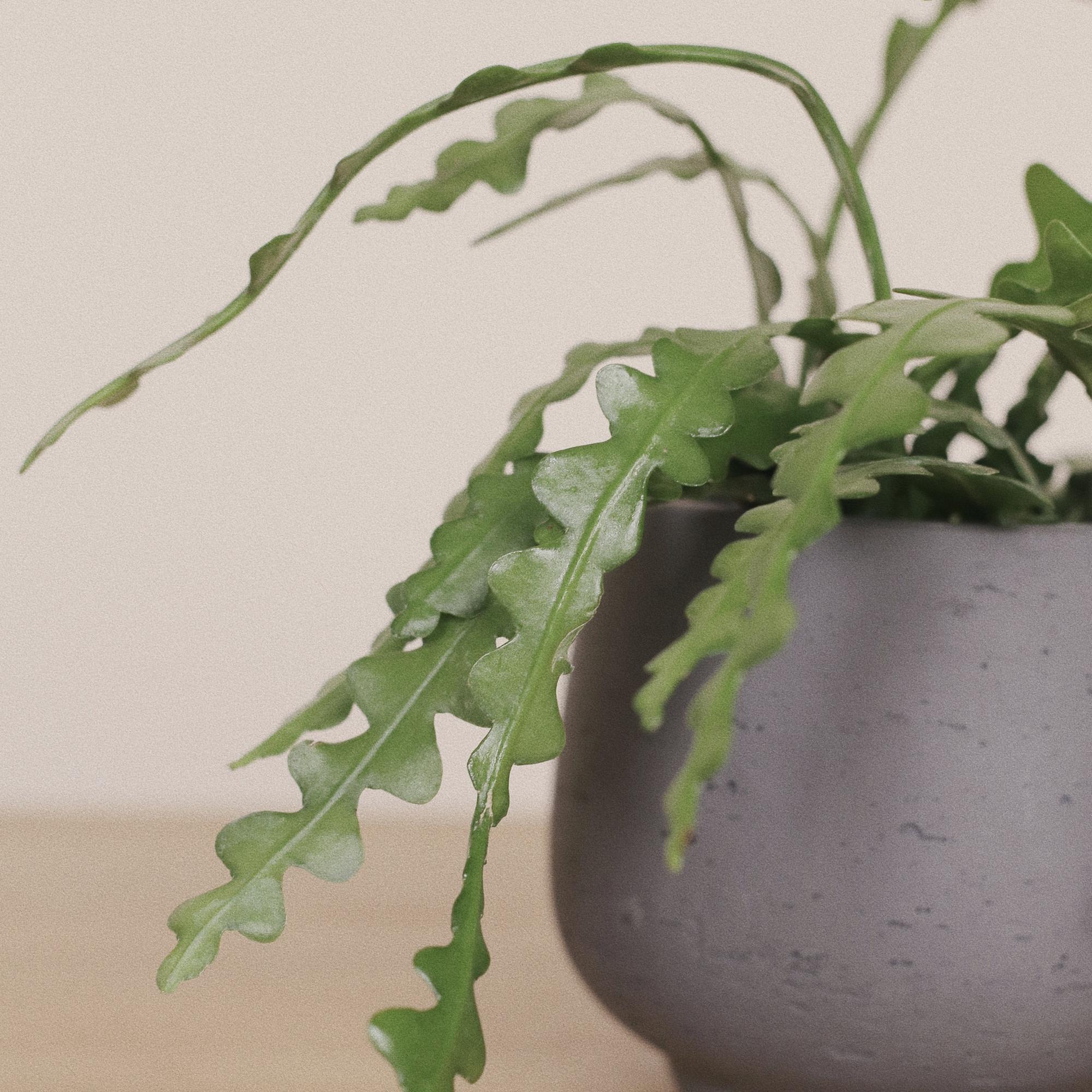 Эпифиллум Ангулигер