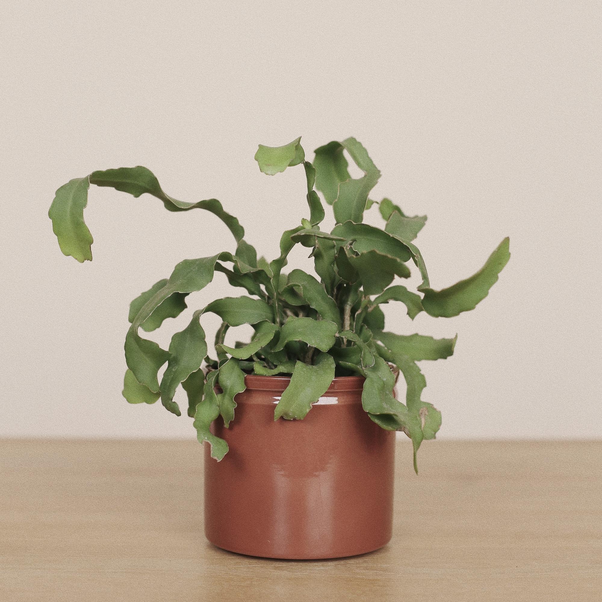 Эпифиллум Гватемальский