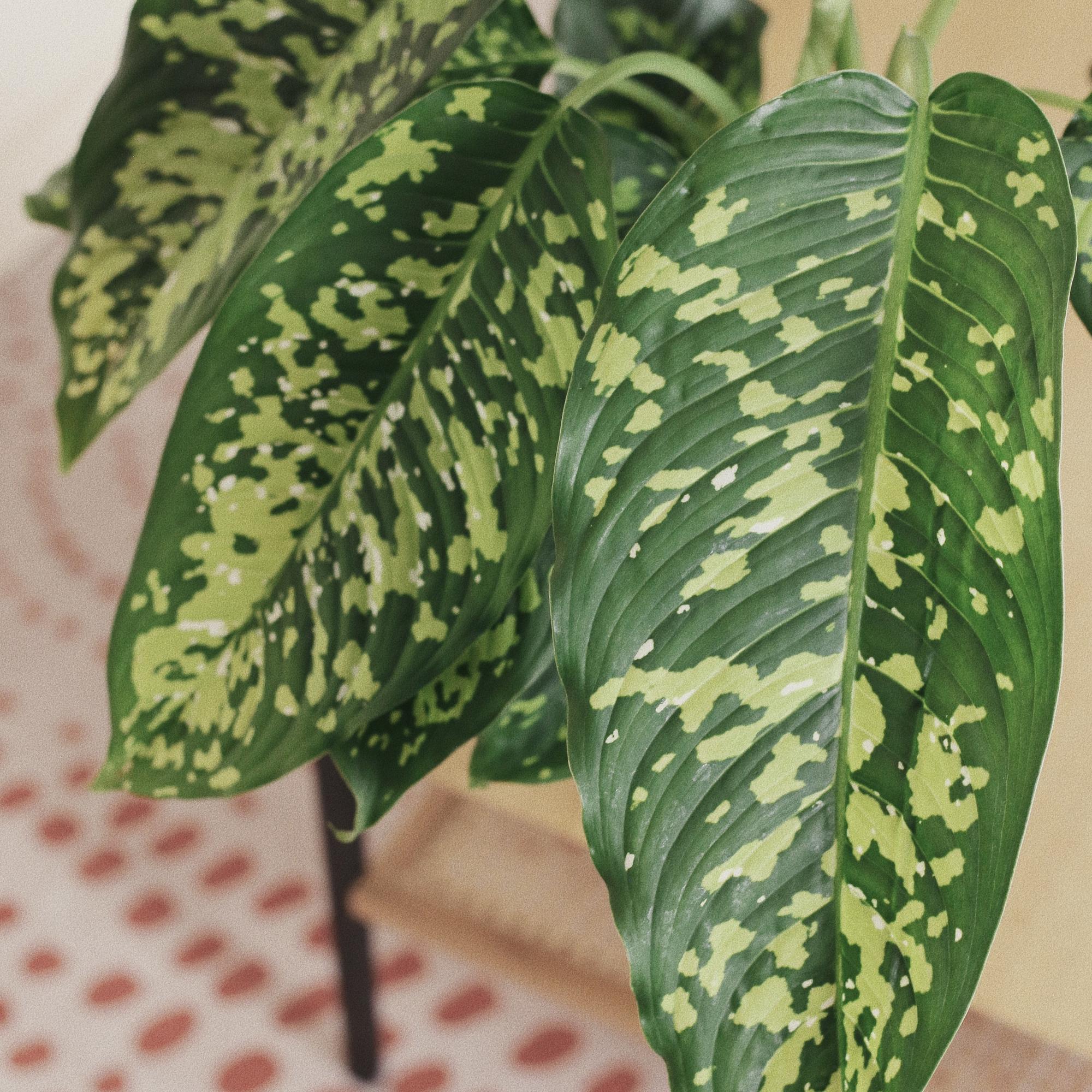 Диффенбахия Чиитах