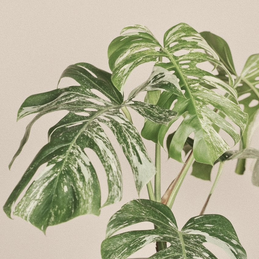 Монстера вариегатная