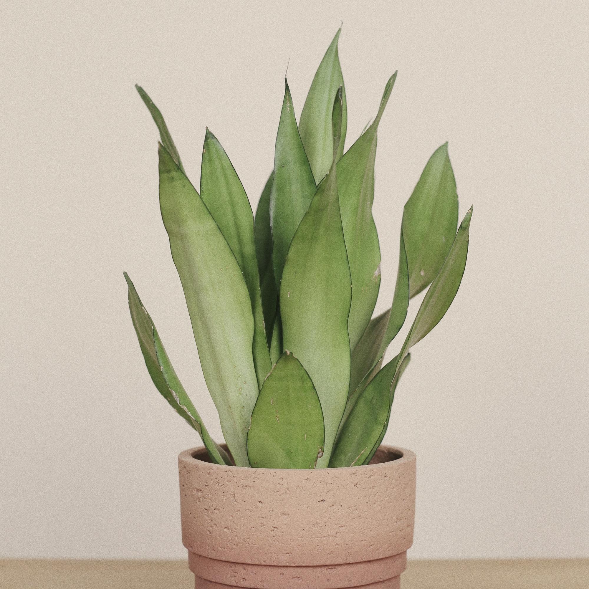 Сансевиерия Муншайн