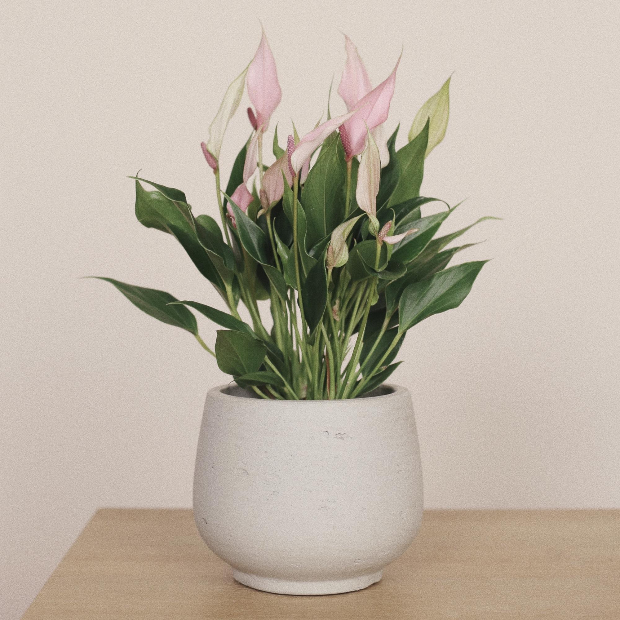 Антуриум Лилли