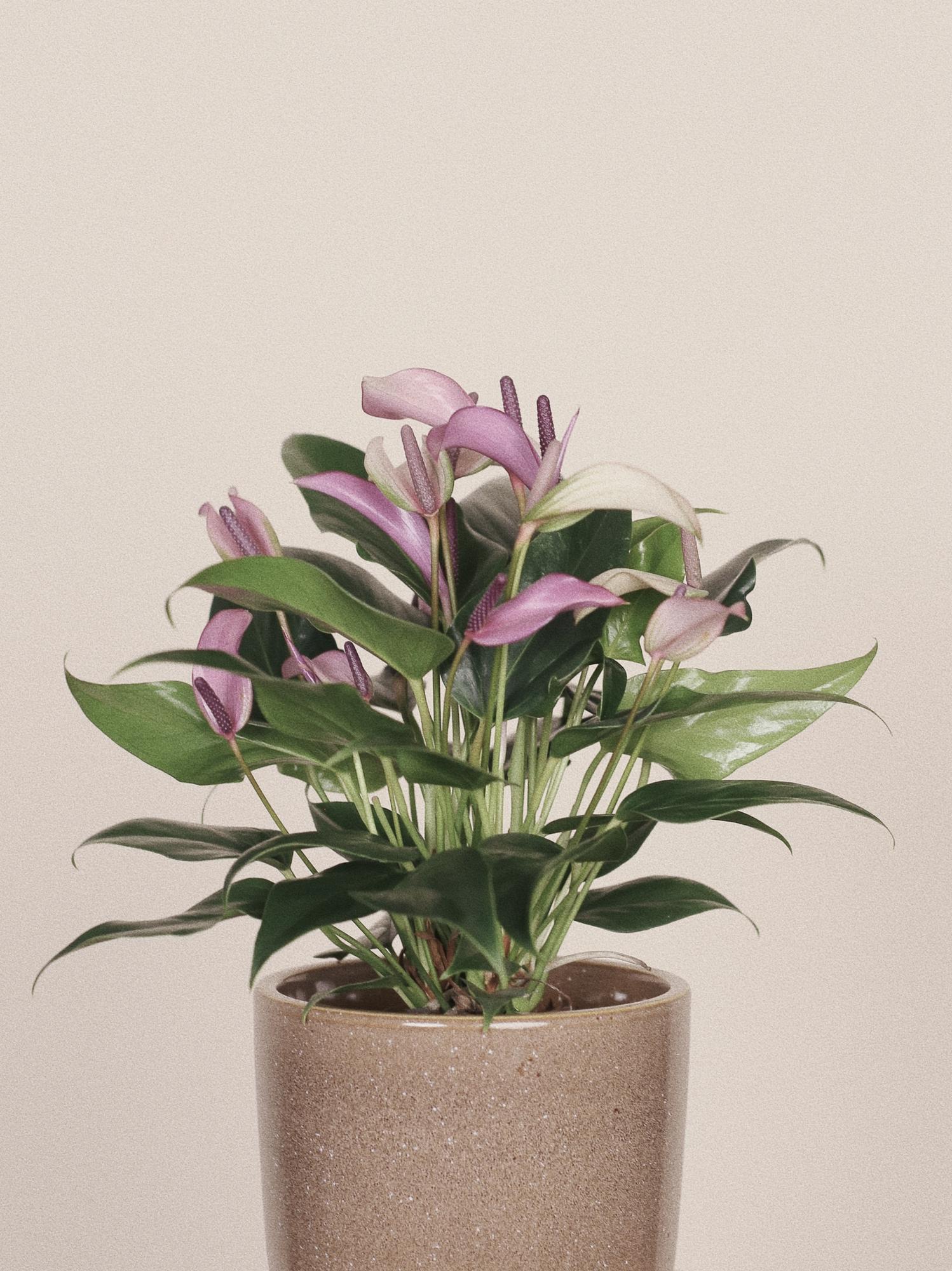 Антуриум Зизу