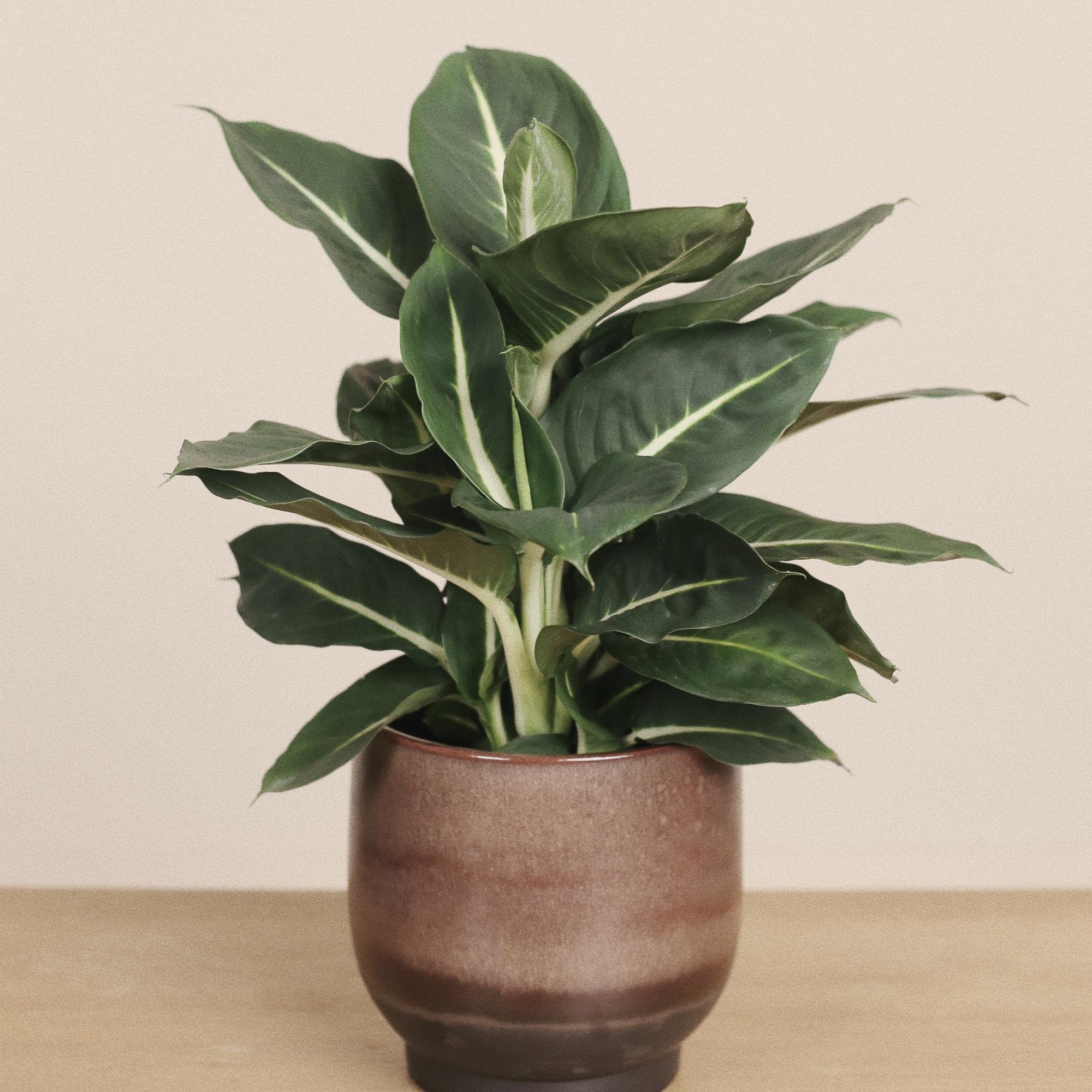 Диффенбахия Грин Мэджик