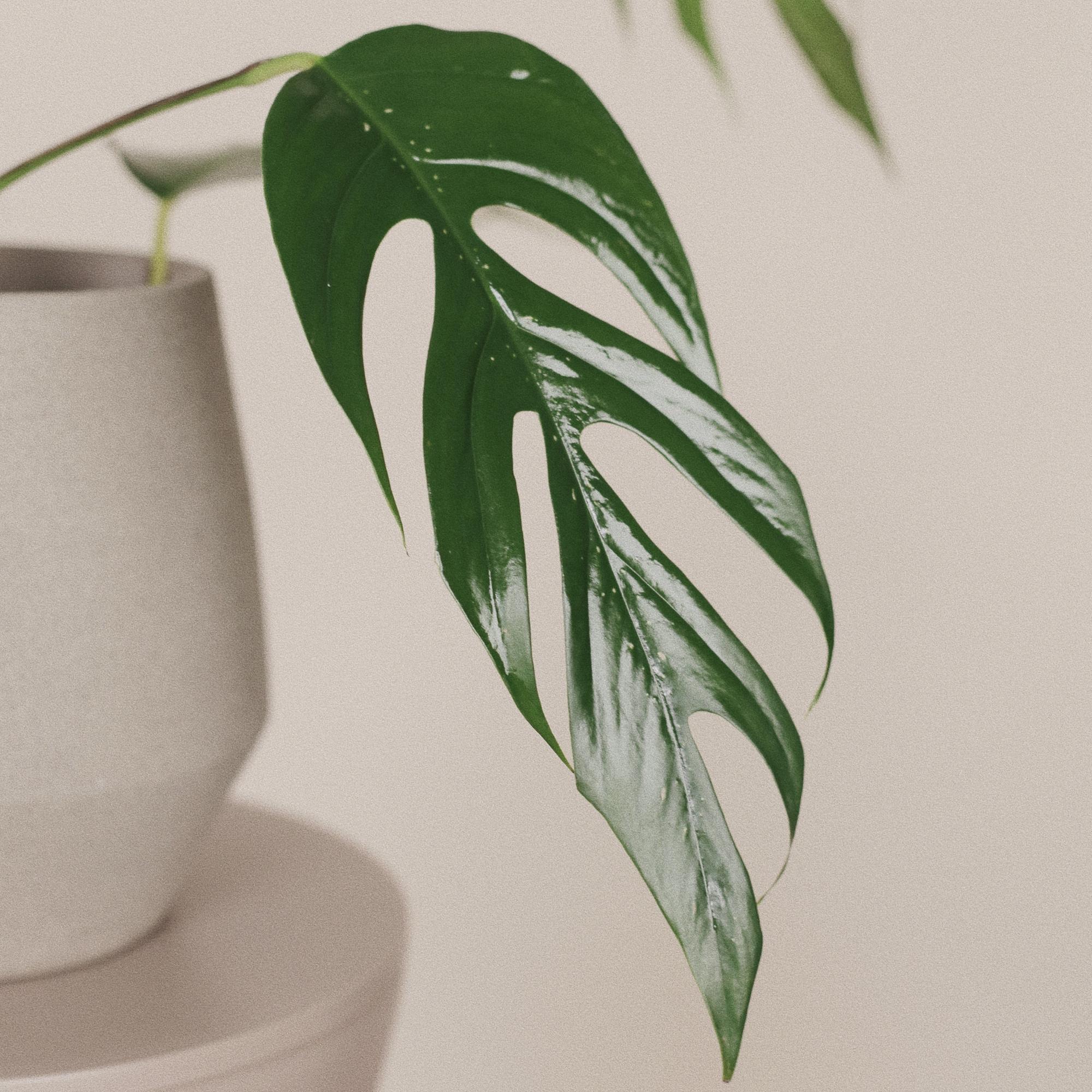 Рафидофора