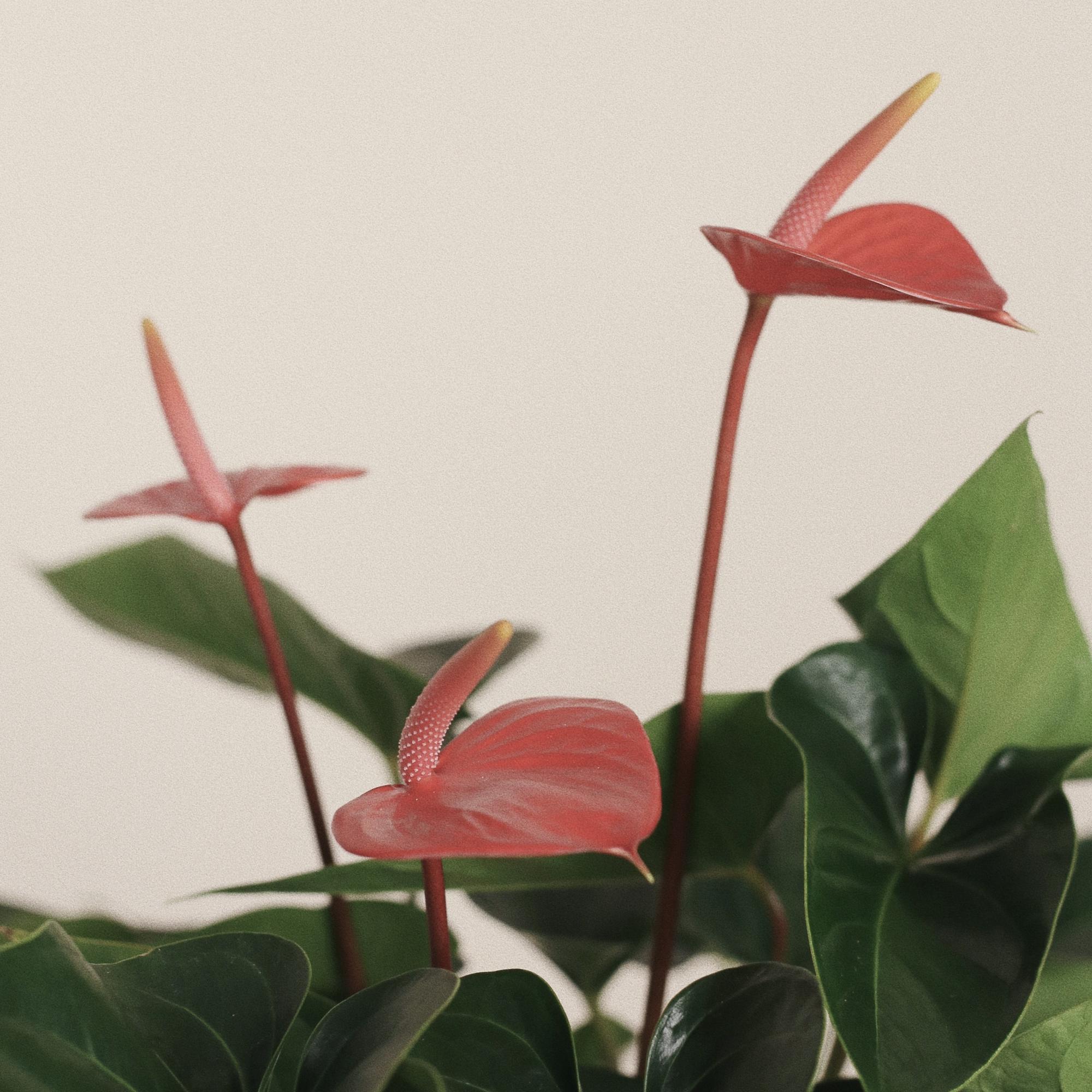 Антуриум Пьюр Оранж