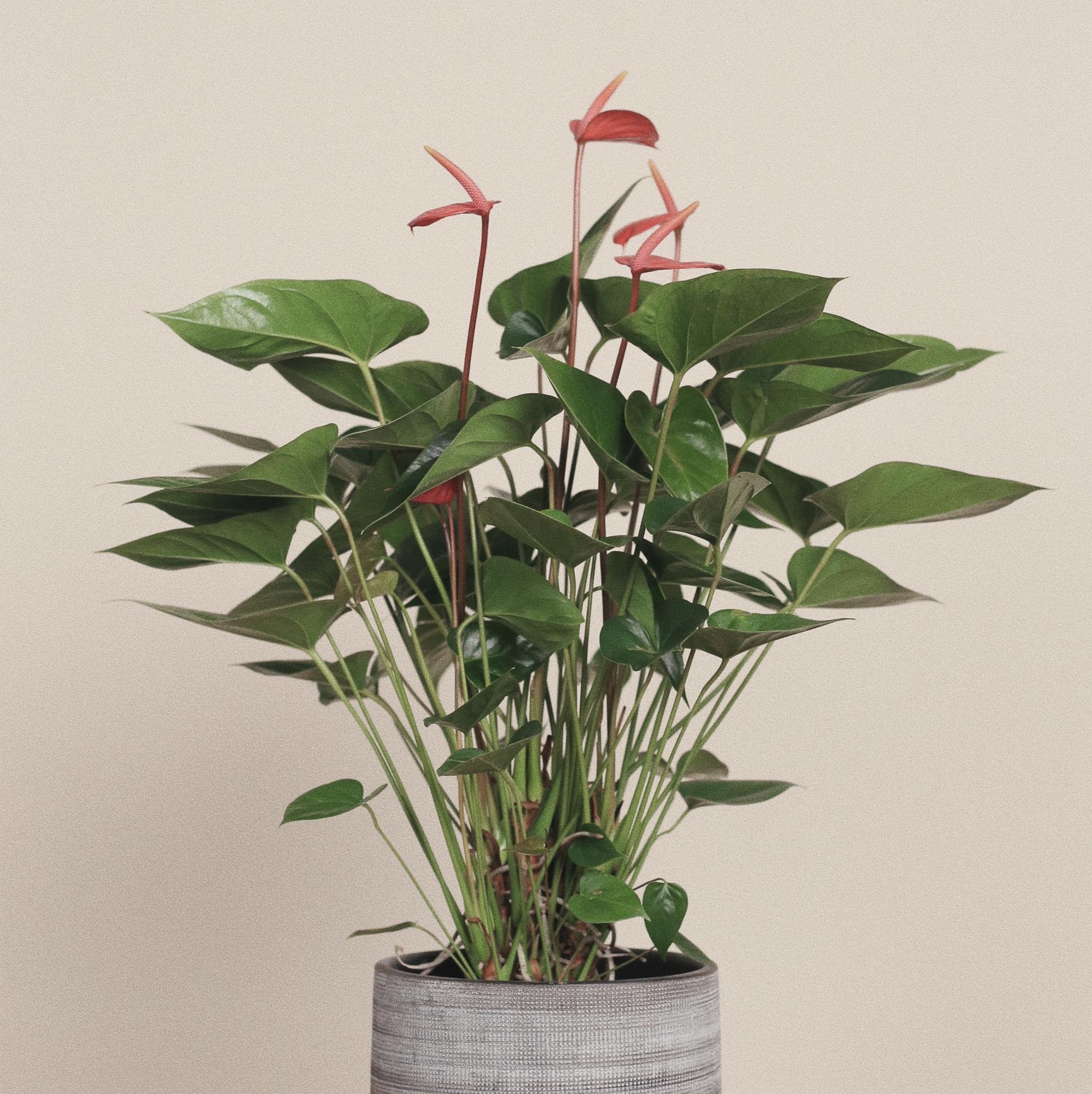 Антуриум Пьюр Оранж