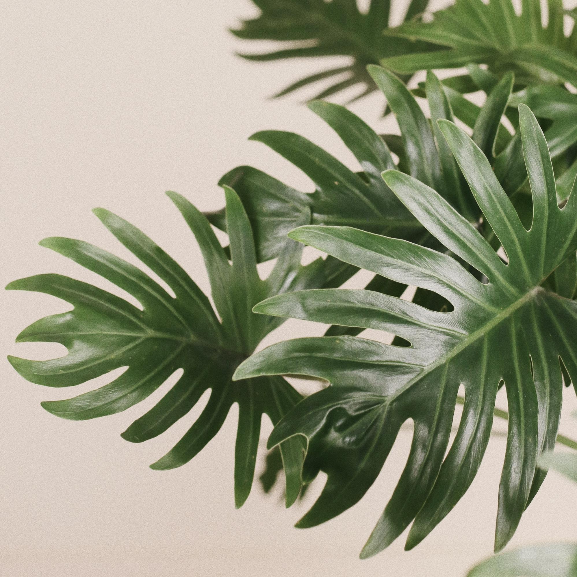 Филодендрон Ксанаду