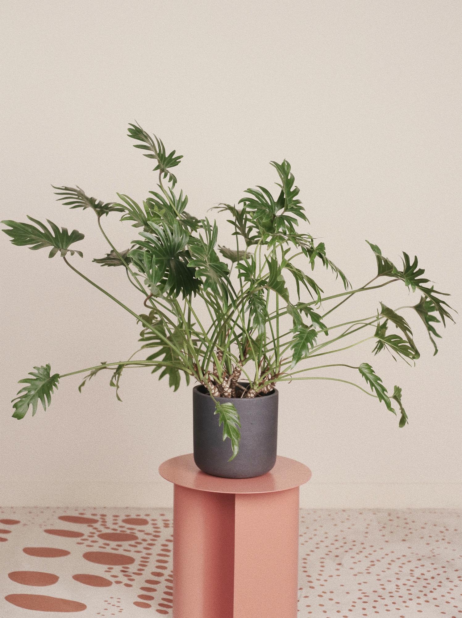 Филодендрон Ксанаду