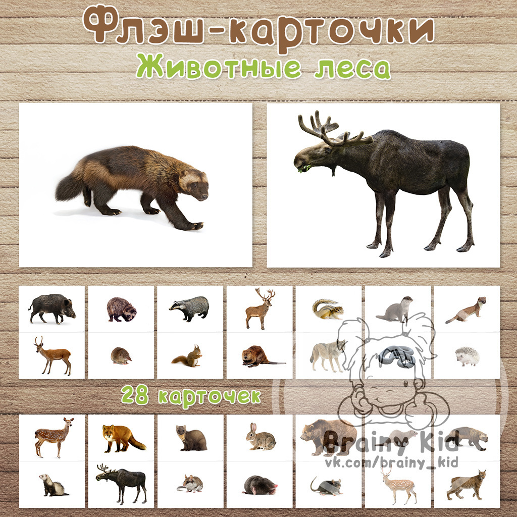 Флэш-карточки - Животные леса