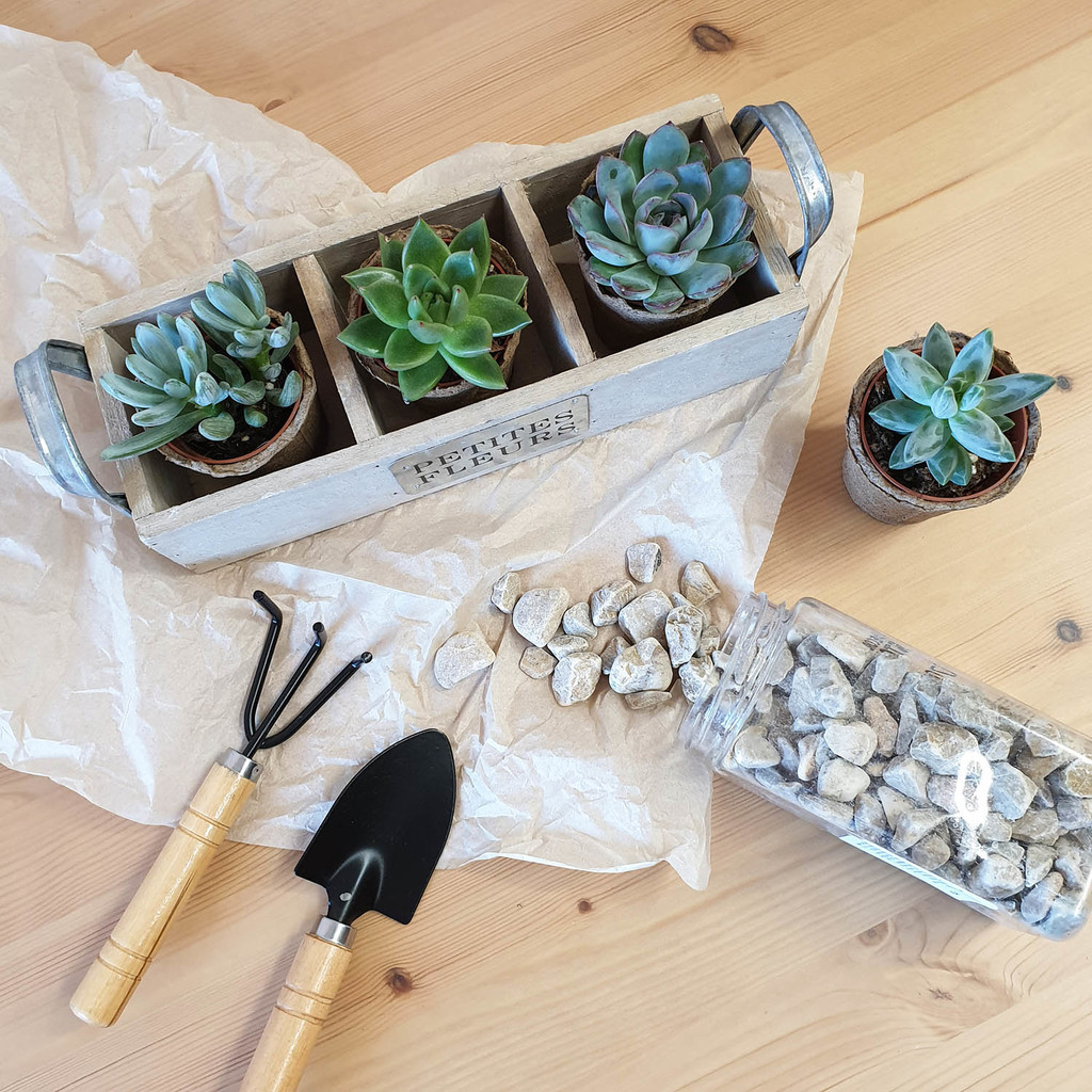 Набор суккулентов в деревянном кашпо из 3х шт