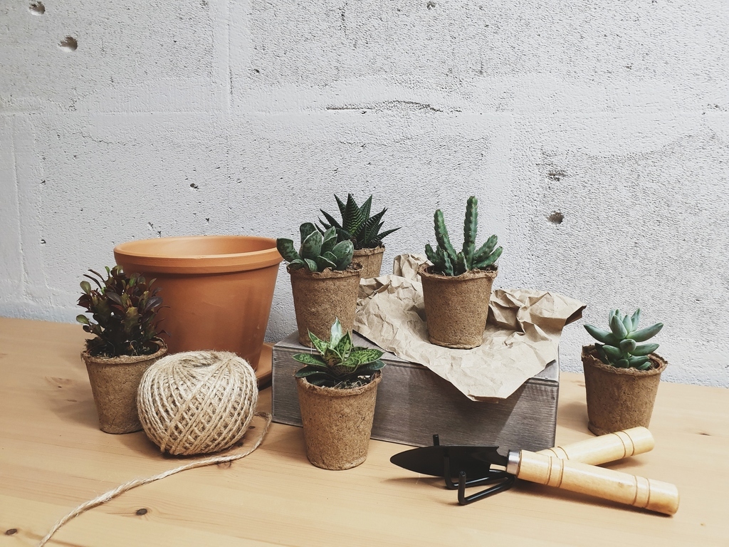 Суккулент d5