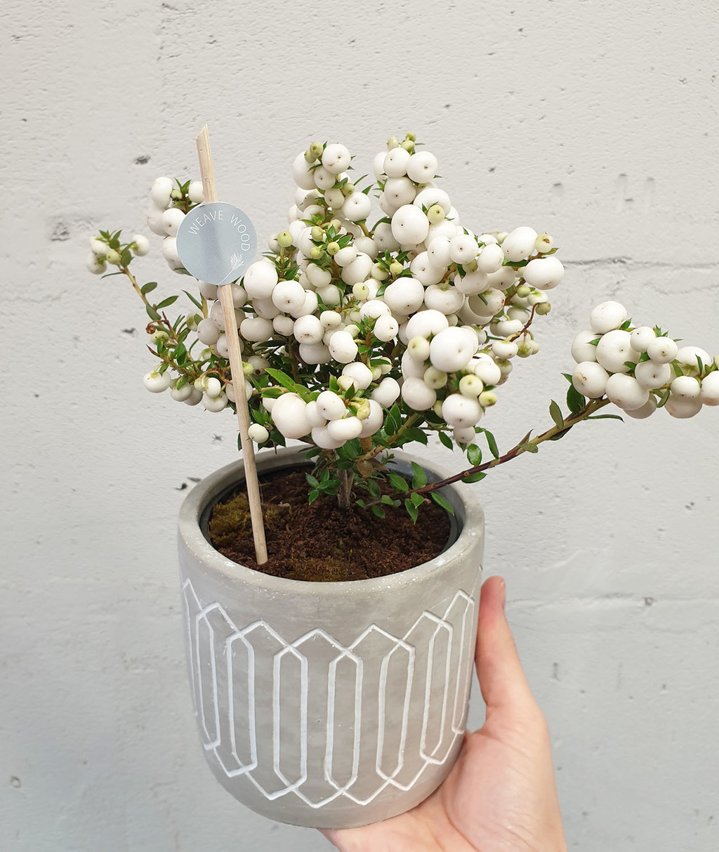 Гаултерия в кашпо белая