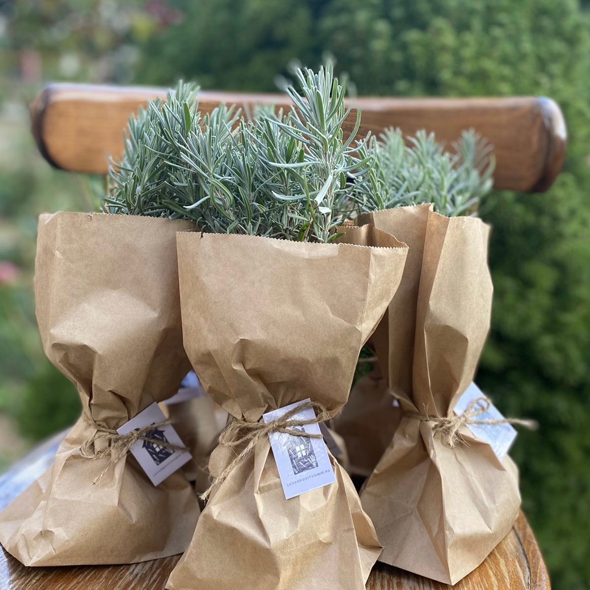 Саженцы лаванды узколистной, сорт Рекорд