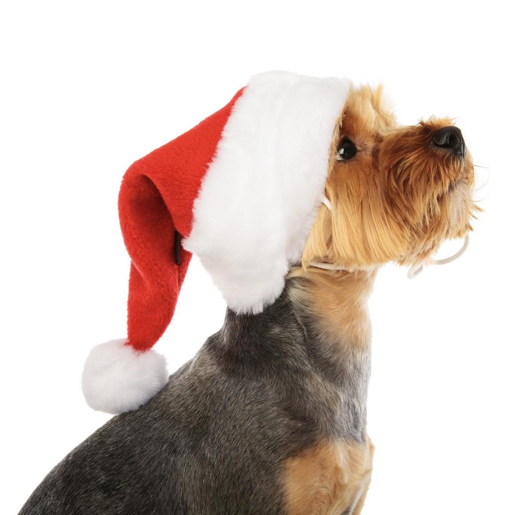 PUPPIA Колпак для собак новогодний "Santa", красный, (Южная Корея)