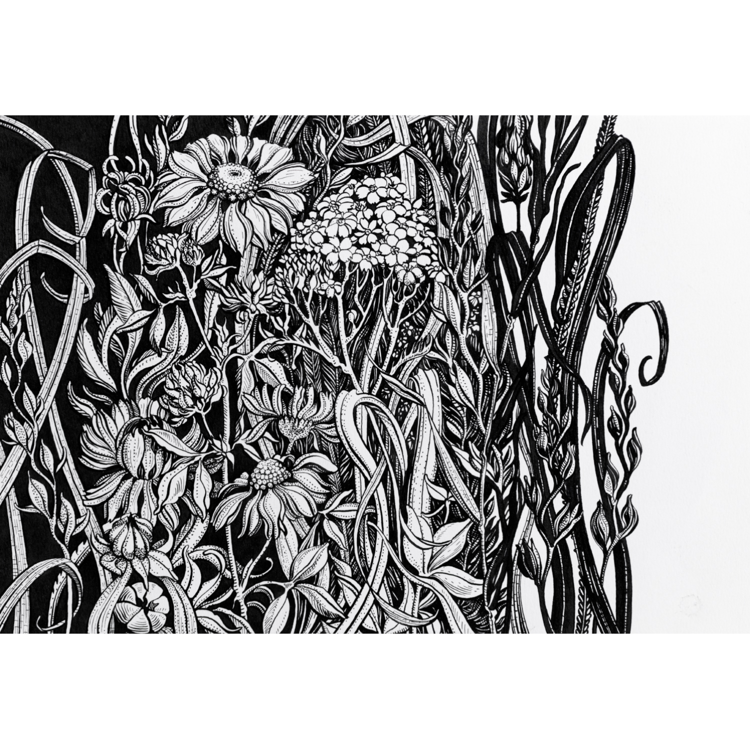 "Полевые травы" / 29х20 см в паспарту 40х30 см