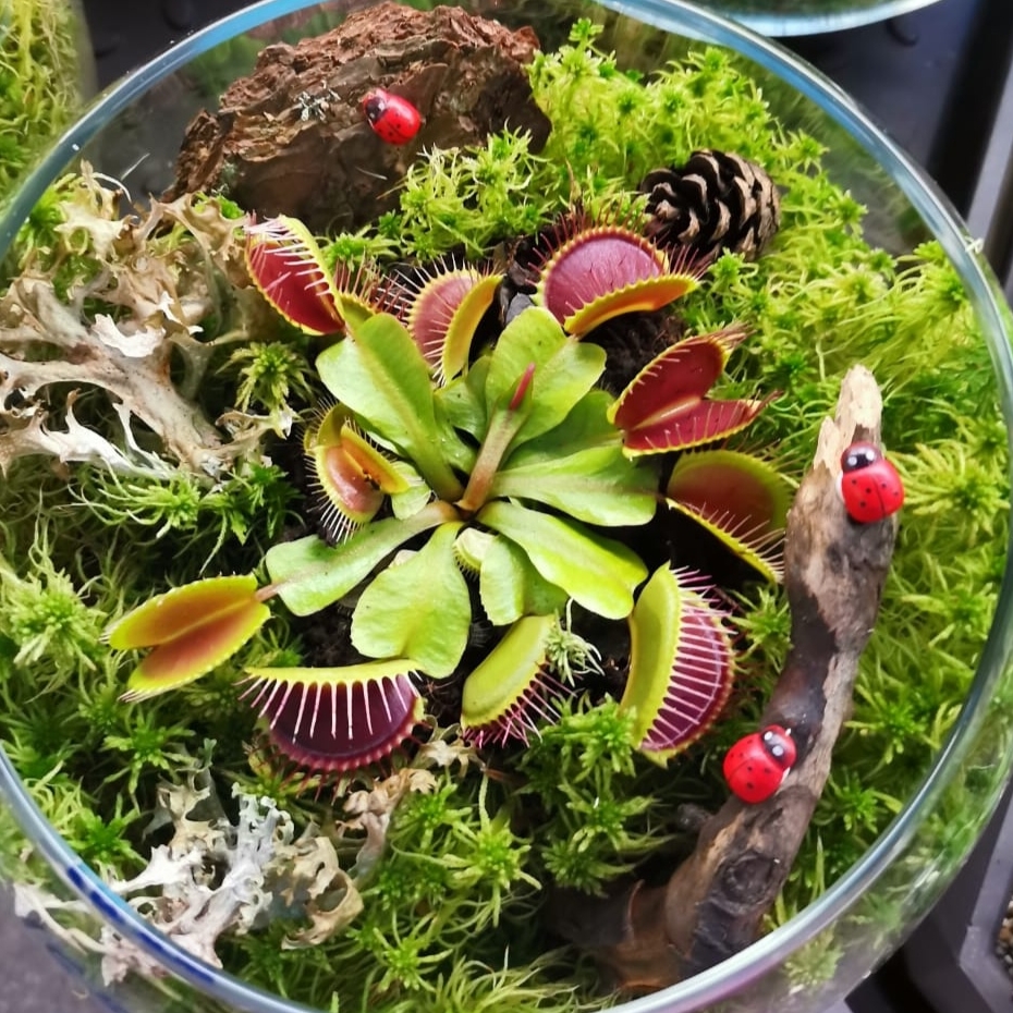 Хищный шарик