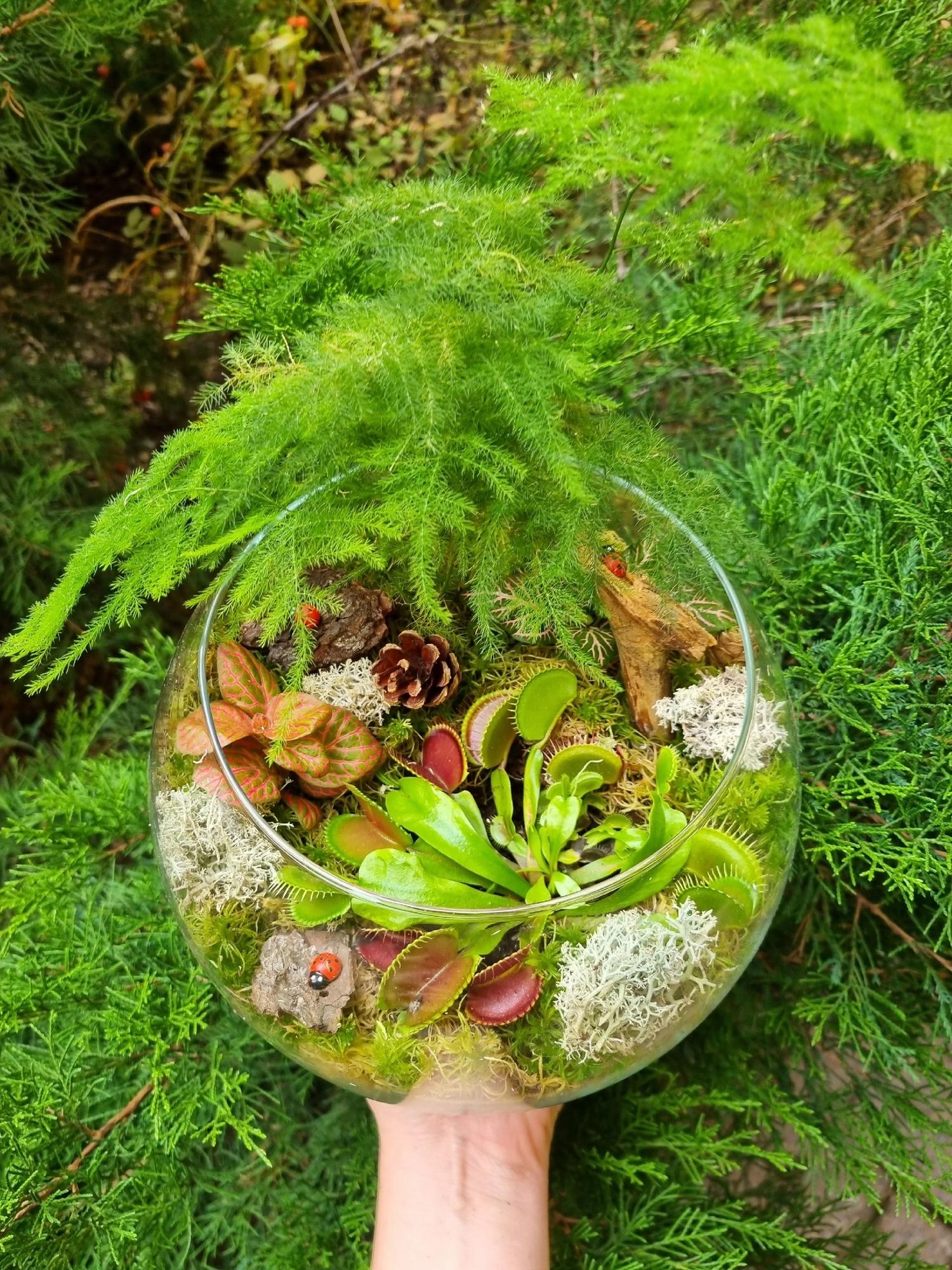 Хищные тропики в шарике L