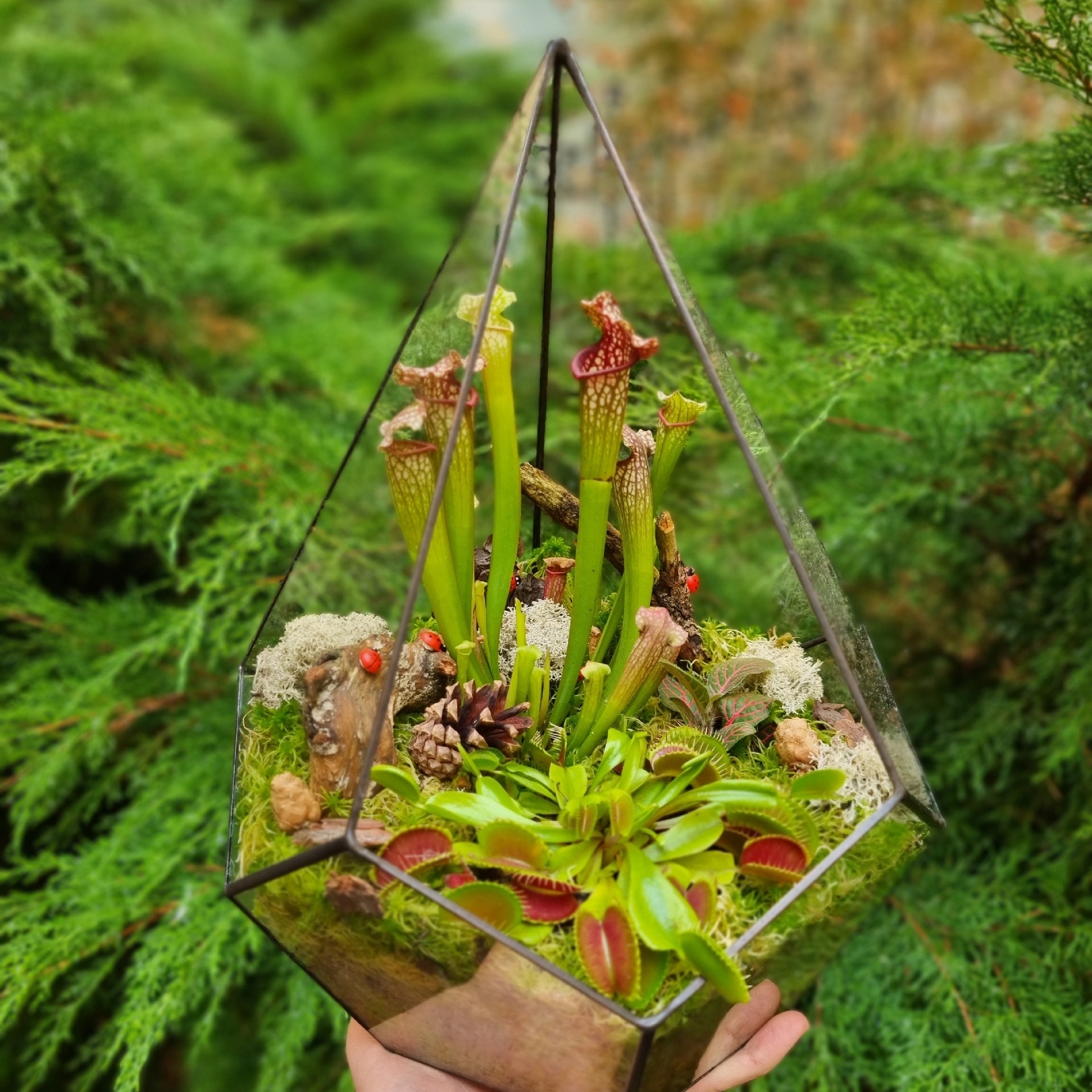 Хищная ферма №1 в капле L