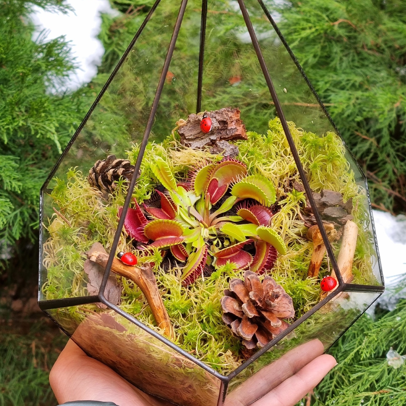 Хищник в капле М