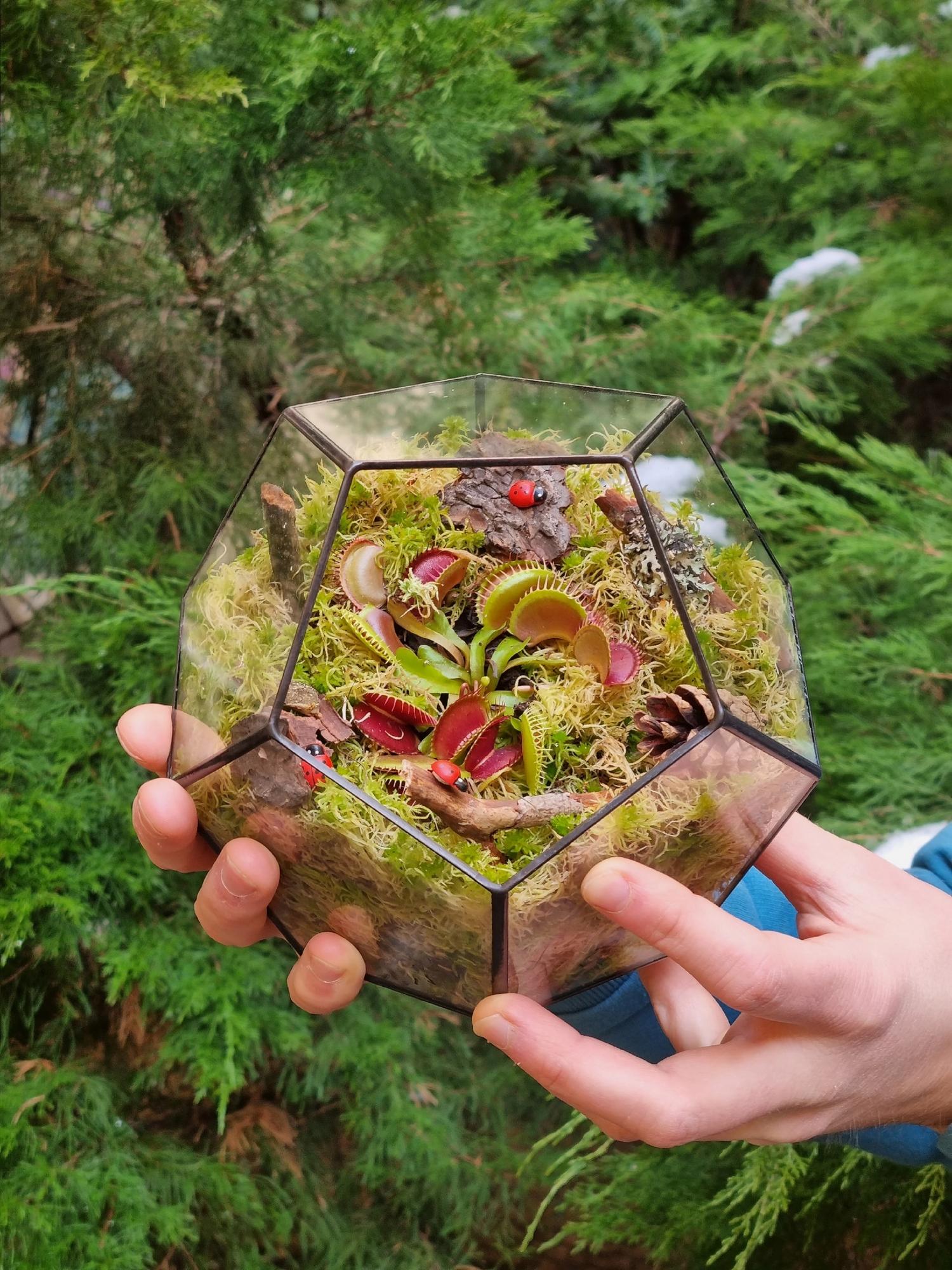 Хищник в додекаэдре M