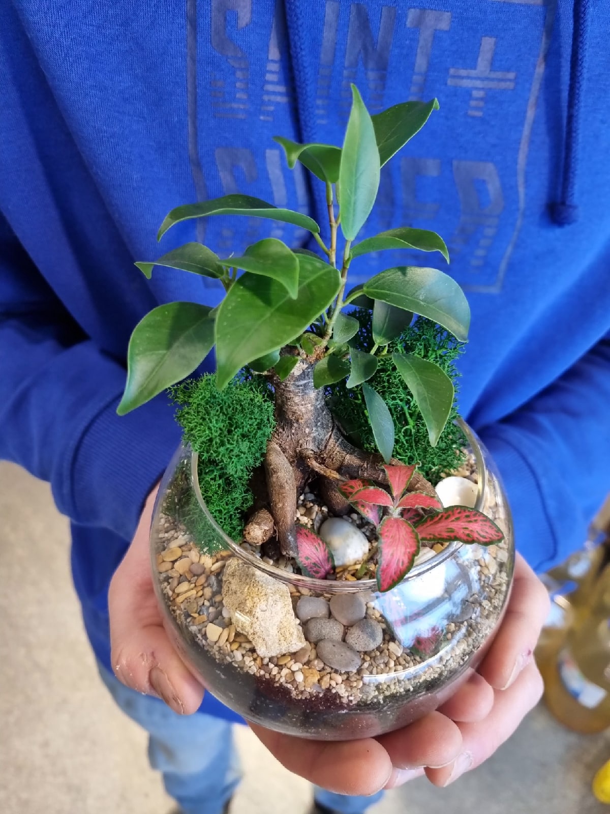 Бонсай Фикус в шаре (размер S)