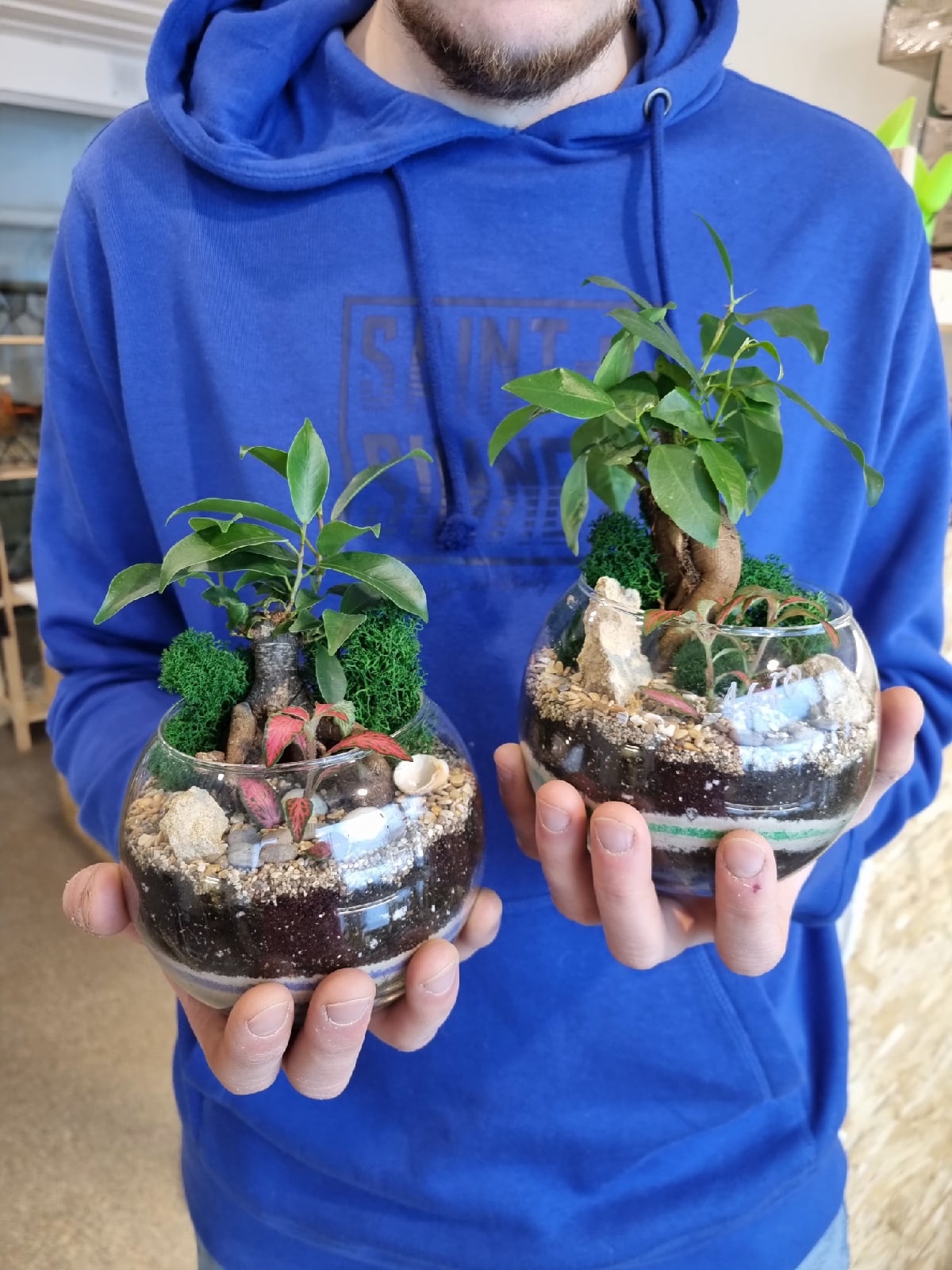 Бонсай Фикус в шаре (размер S)