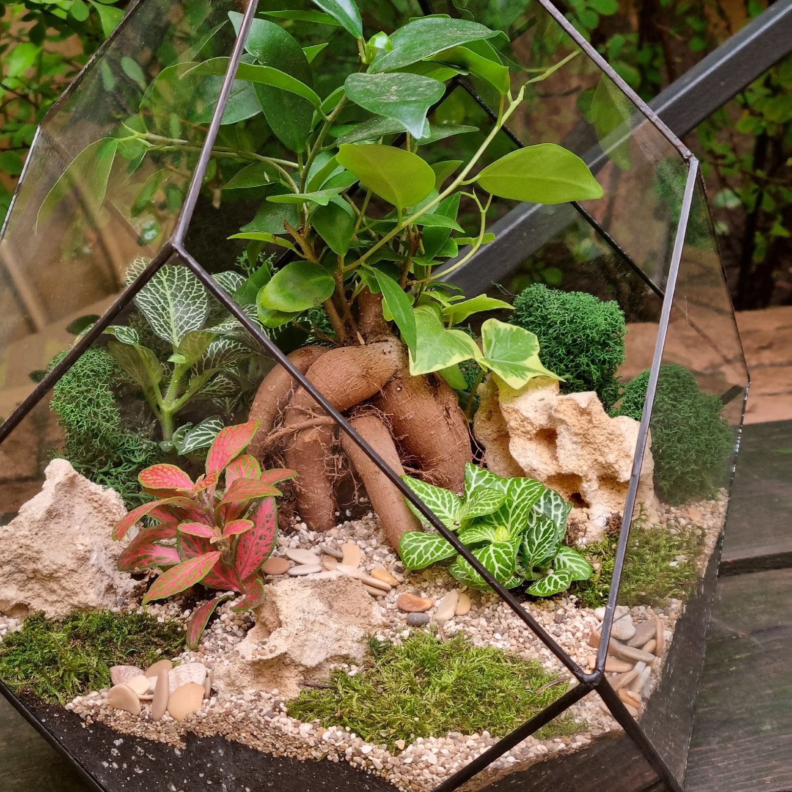 Бонсай в ромбе "Forest"