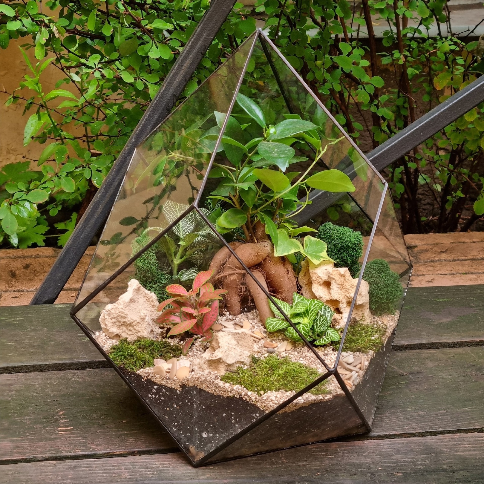 Бонсай в ромбе "Forest"