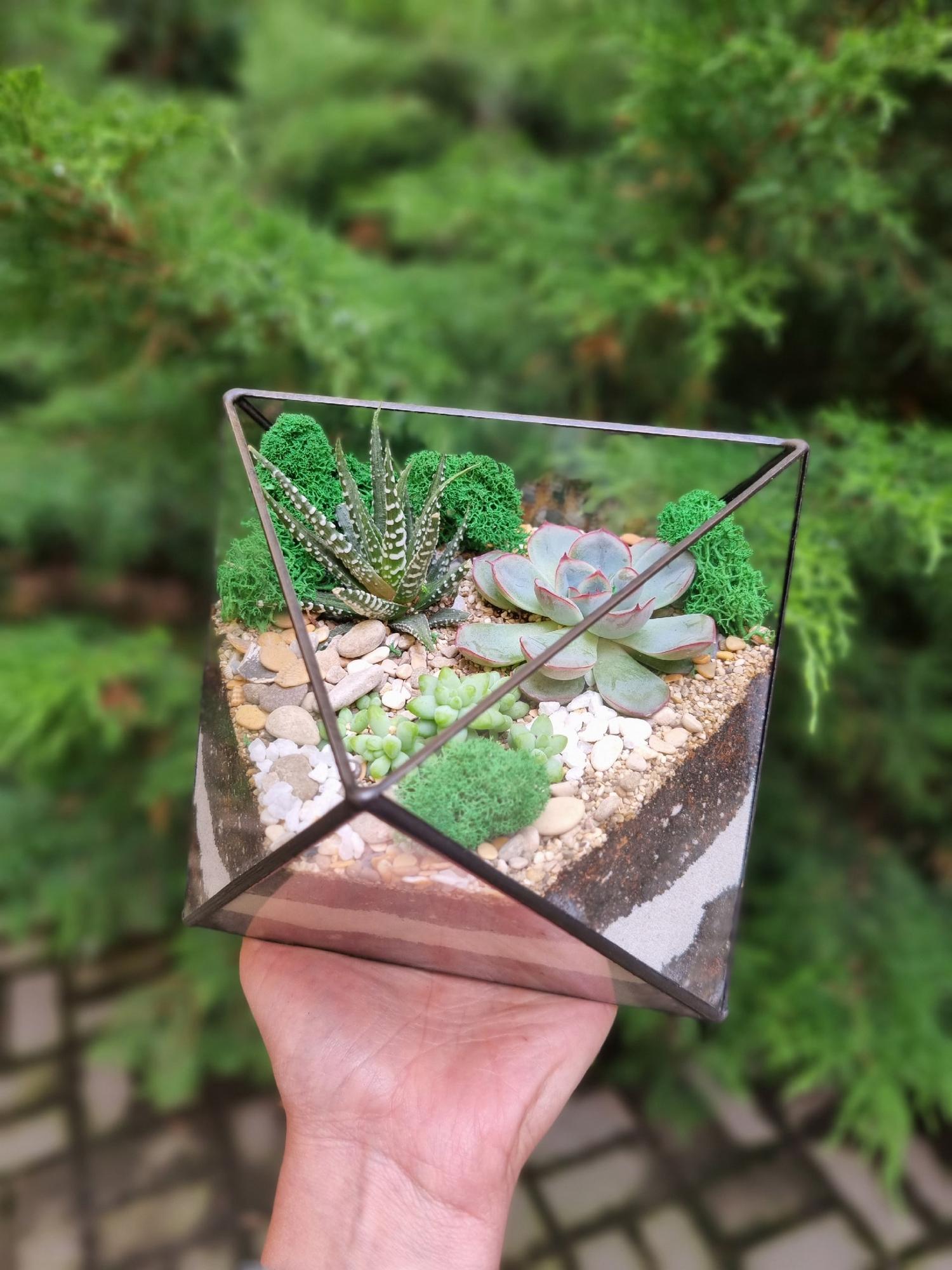 Октаэдр с суккулентами