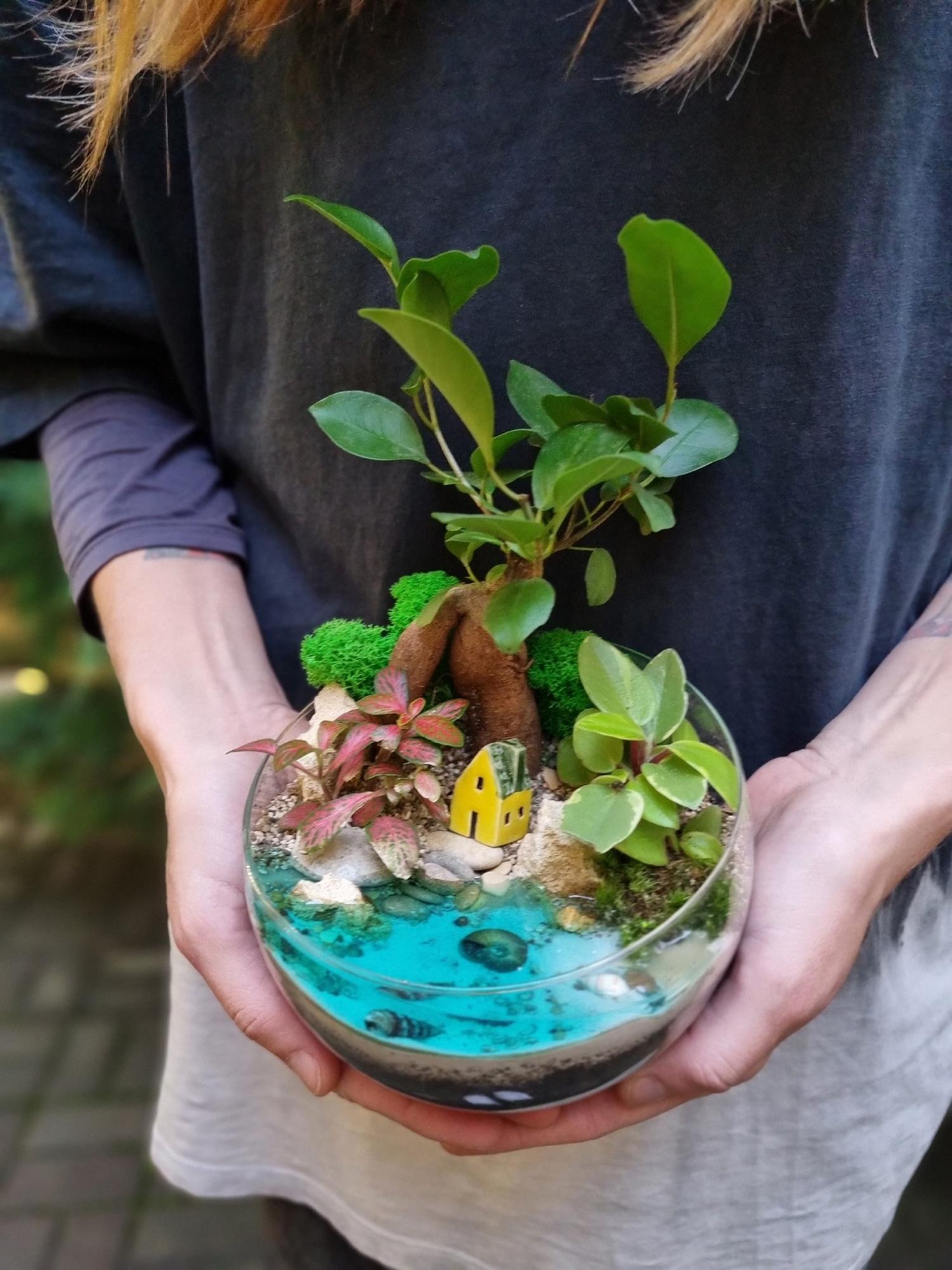 Бонсай Фикус в сфере M c имитацией воды