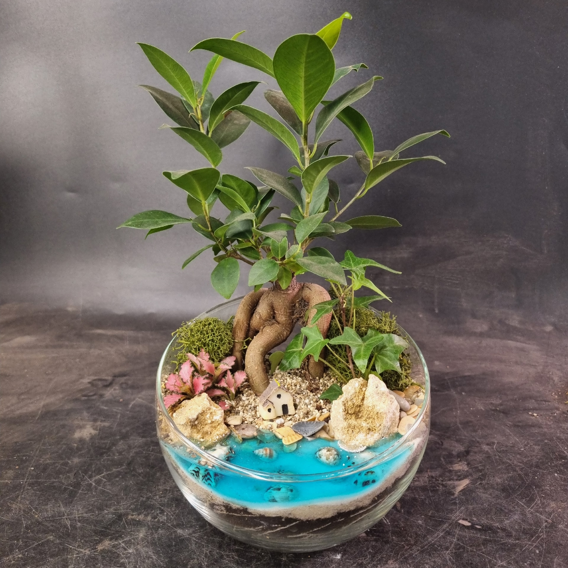 Бонсай Фикус в сфере M c имитацией воды