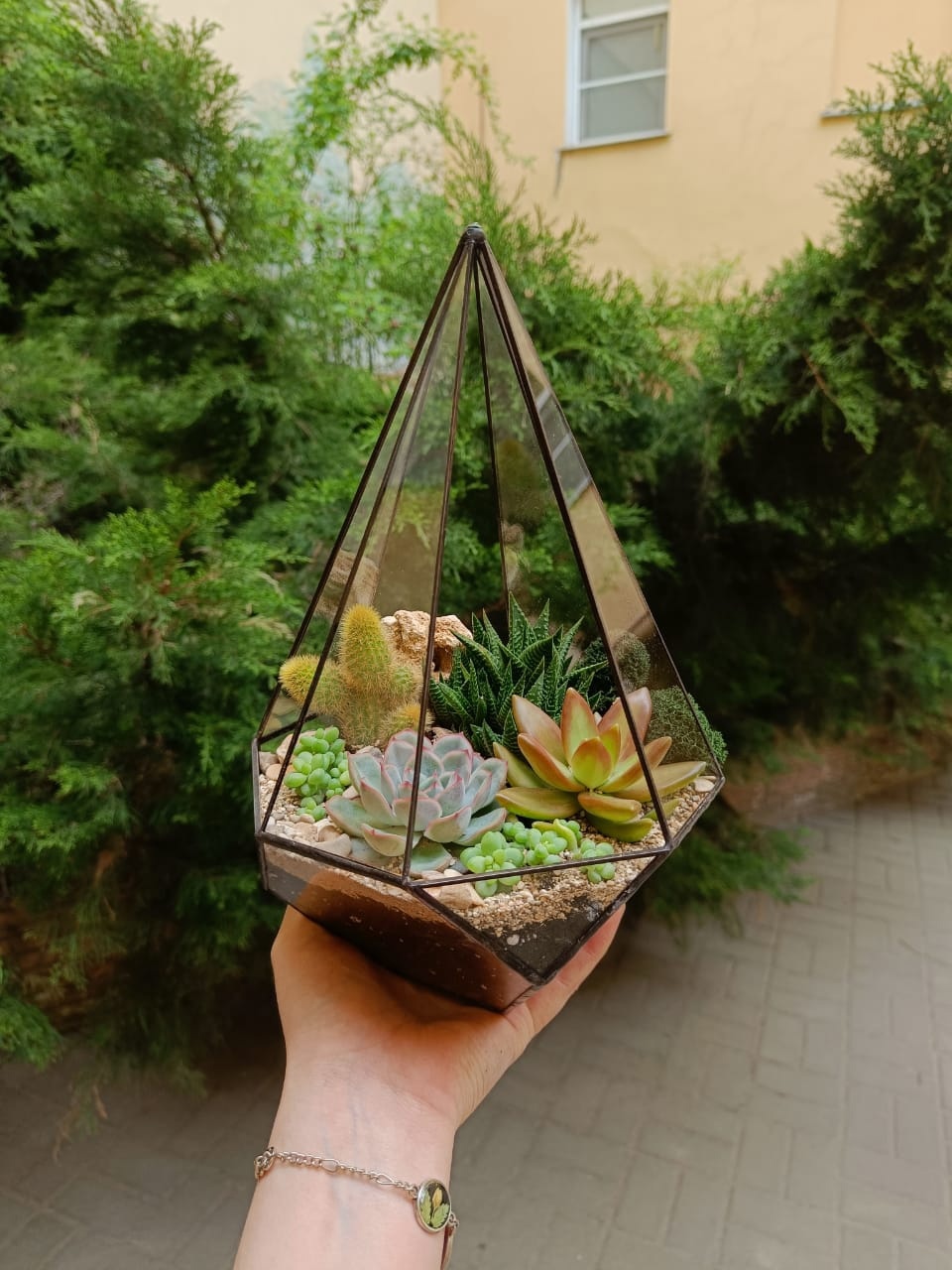 Суккуленты в резной капле