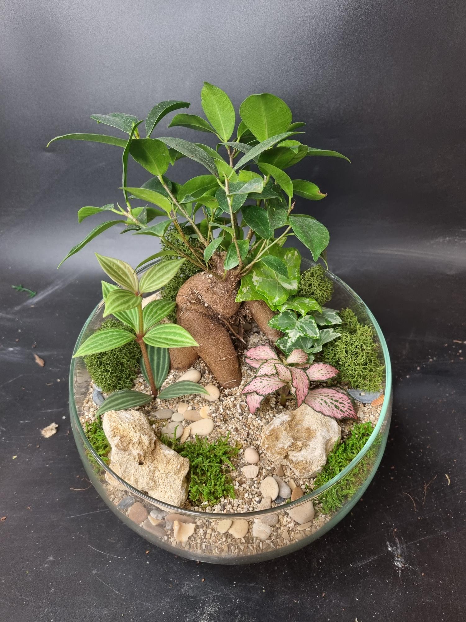 Бонсай Фикус в сфере L