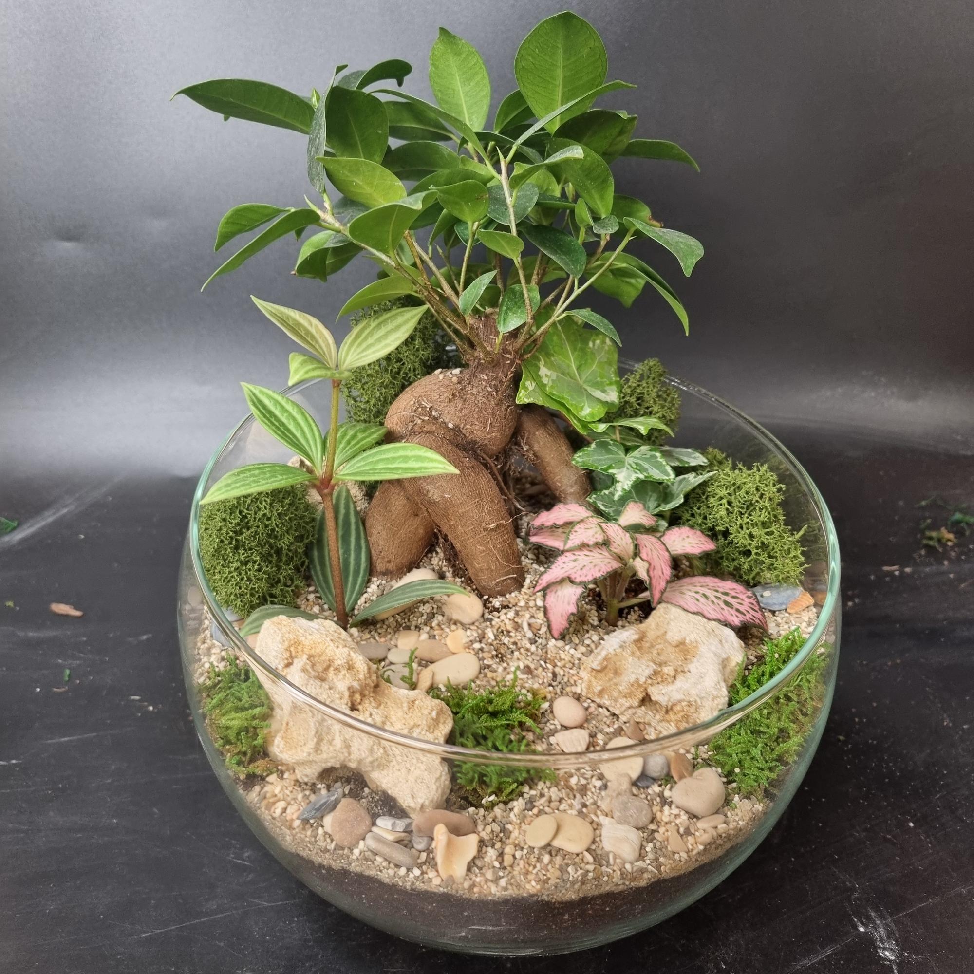 Бонсай Фикус в сфере L